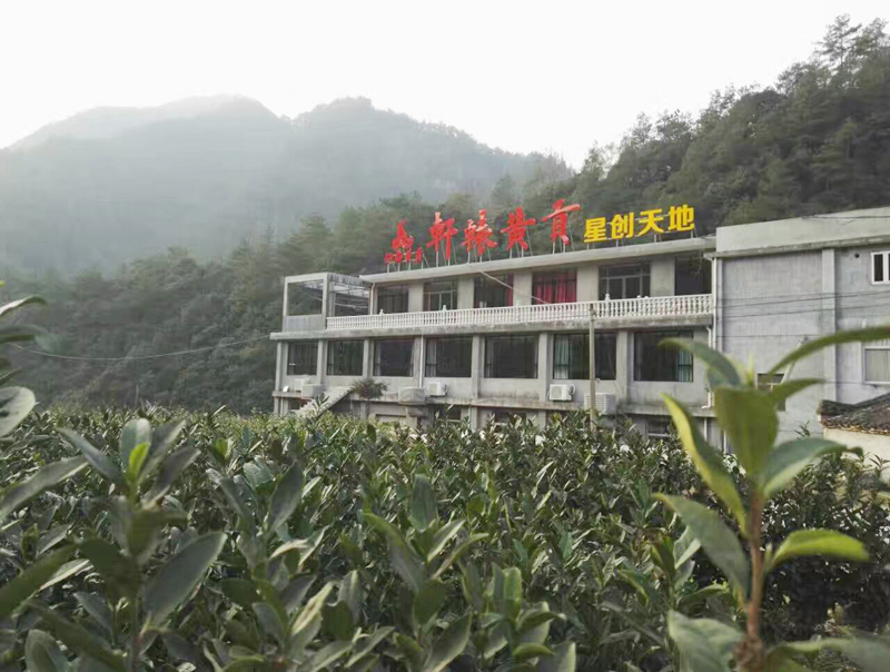 仙都黃貢茶園基地