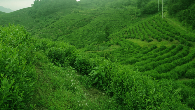 仙都黃貢茶園基地
